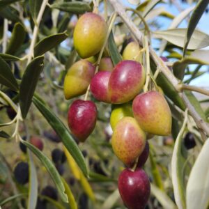 Parrainage — Formule Rameau