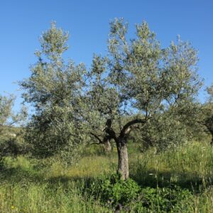 A lonely tree stands proudly against the blue sky.