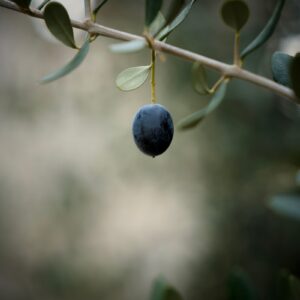 A close up of a branch with an olive on it