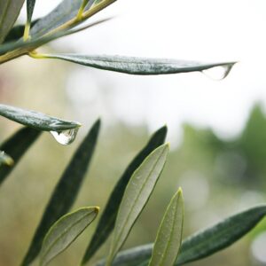 green leaves in tilt shift lens