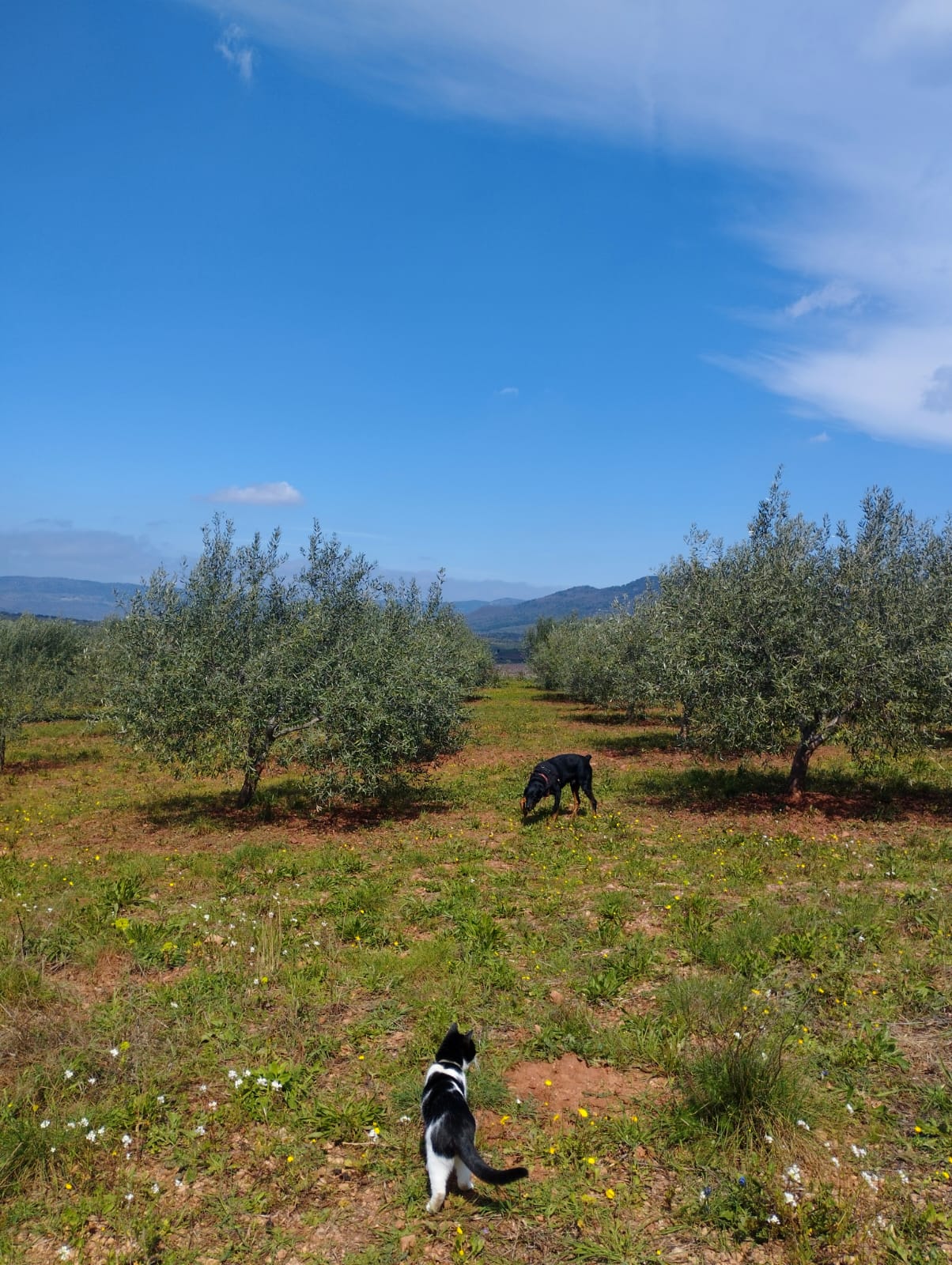 green trees on brown field during daytime