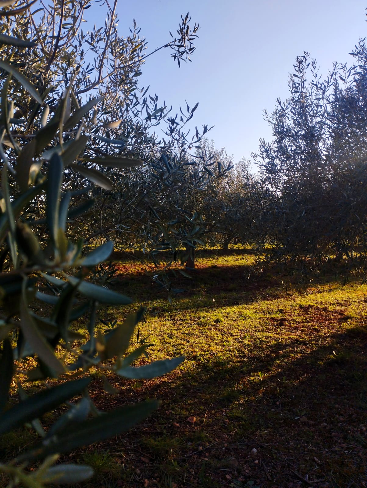 green trees on brown field during daytime
