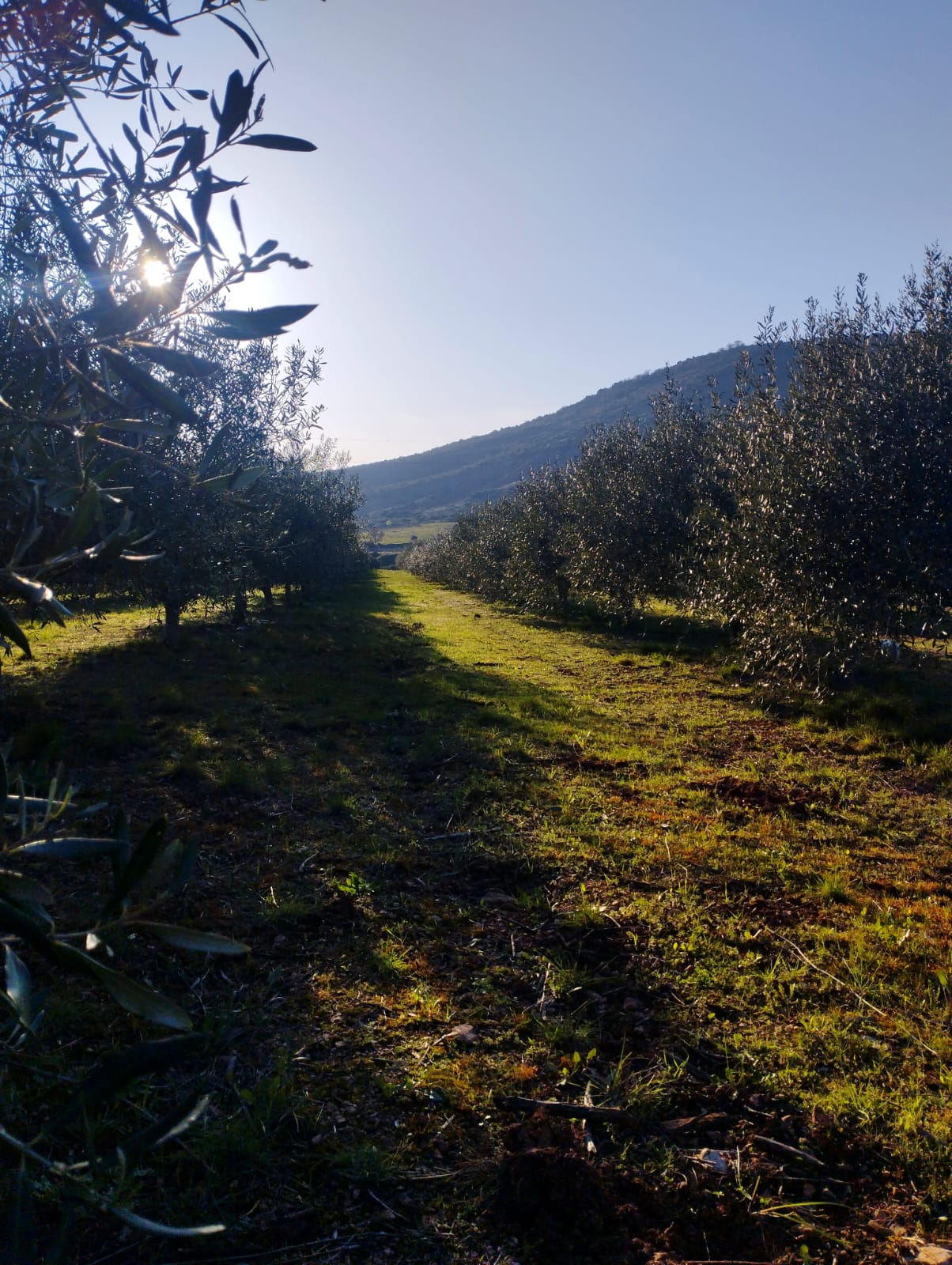 green trees on brown field during daytime