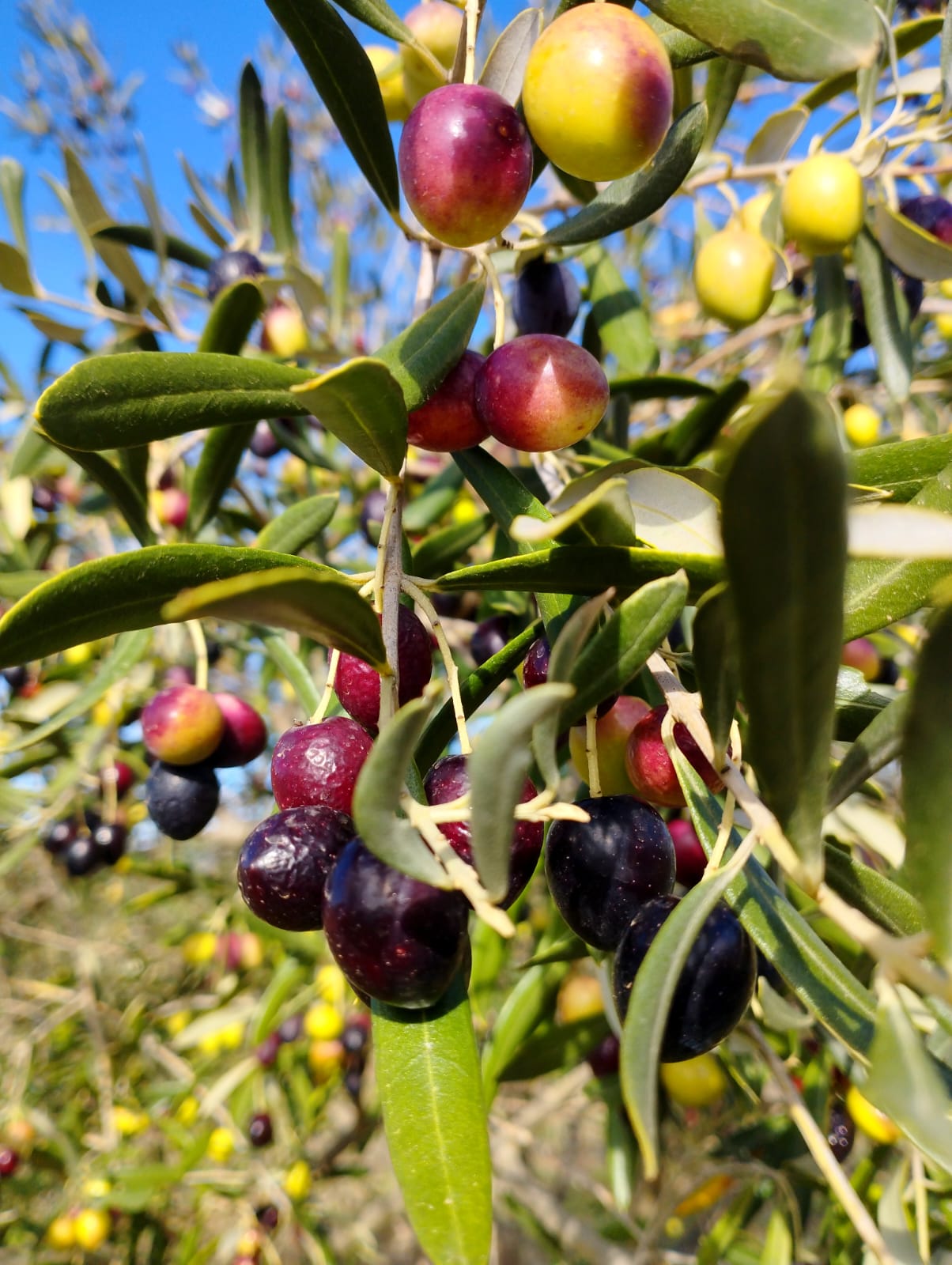 Two smiling women in a park